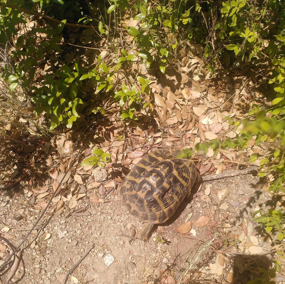 Tortue d'Hermann