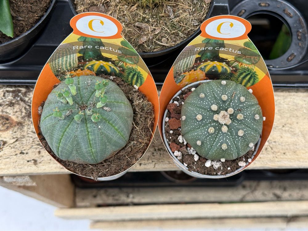 Euphorbia obesa, a spurge species from South Africa + Astrophytum asterias, a cactus species from Mexico/US. Very distantly related plant species with similar morphology due to similar environmental conditions.