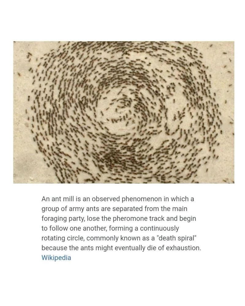 an ant "death spiral" from Wikipedia