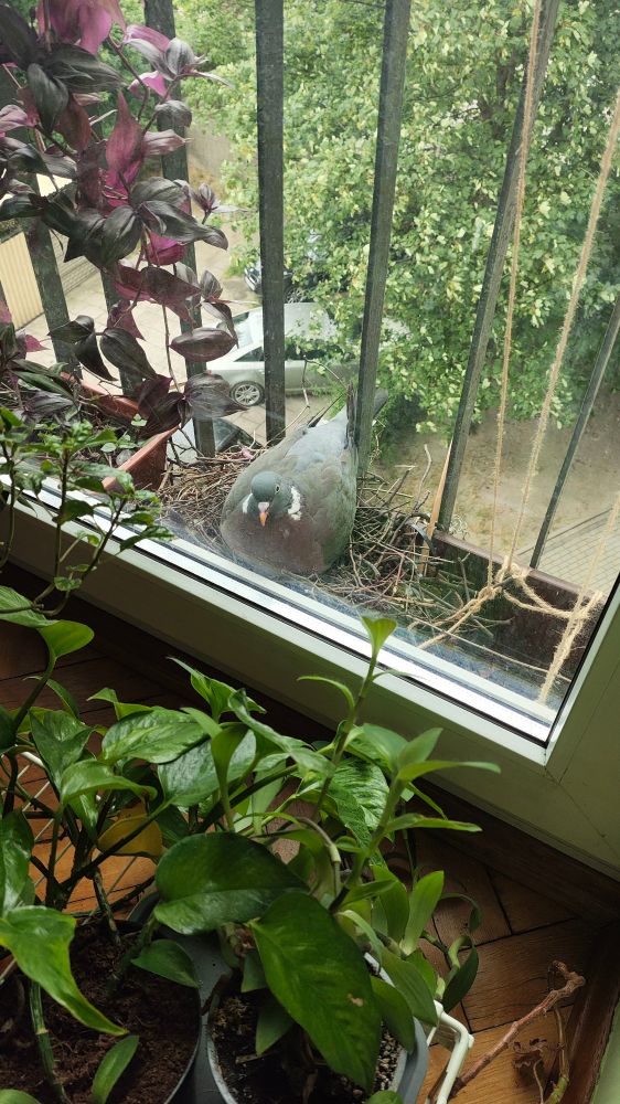 Grzywacz siedzący na gnieździe na wprost balkonowej szyby. Od strony mieszkania stoją zielone rośliny, którym może przyglądać się gołąb.