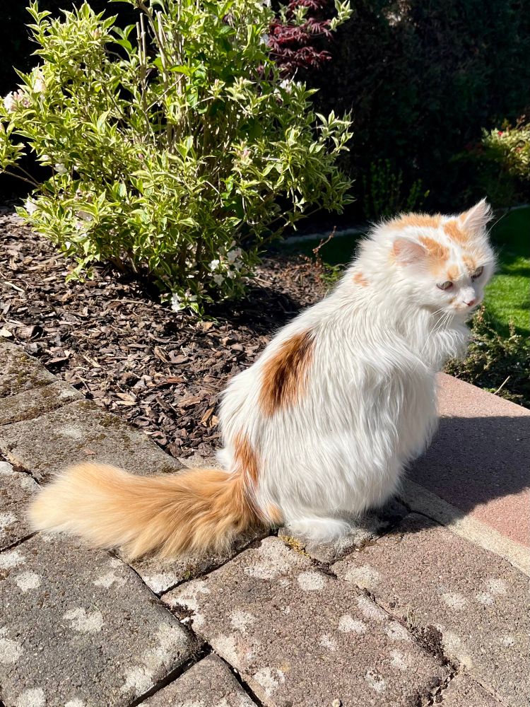 Meine Katze Smilla sitzt mit dem Rücken zur Kamera, aber sie hat das Köpfchen in Richtung der Kamera gedreht. 