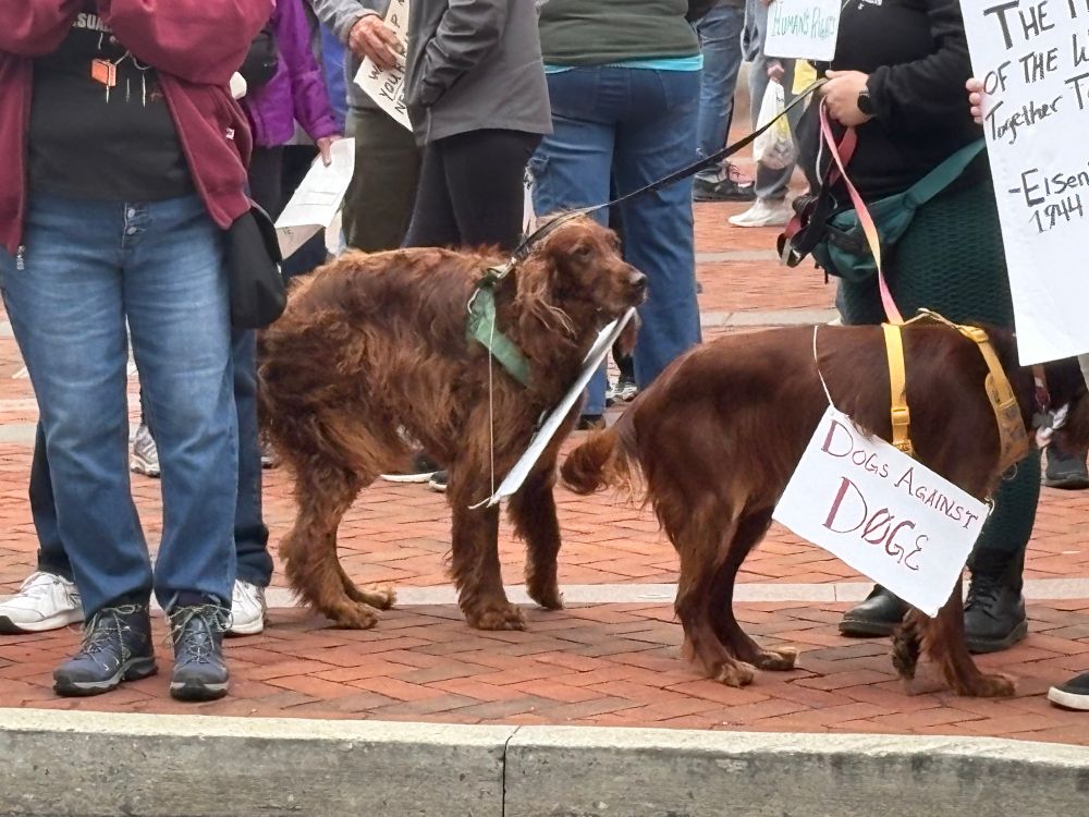 2 beautiful brown dogs wearing protest signs, one visible reads “Dogs Against DOGE”