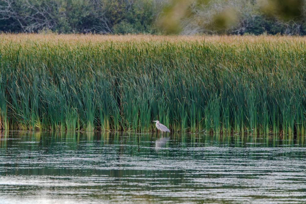 A Great Blue Heron Dwarfed by 7 foot tall marshland grass. 