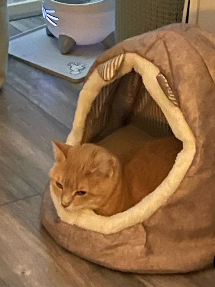 Ginger cat in a cat basket 