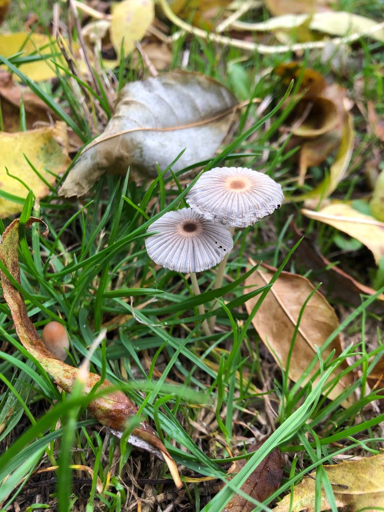 Two tiny mushrooms together on the green grass, autumnal leaves scattered around.