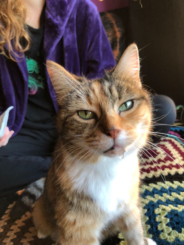 Ginger and tabby cat with white bib and green eyes, she is sitting on a colourful crochet granny square blanket and has a substantial amount of dribble.