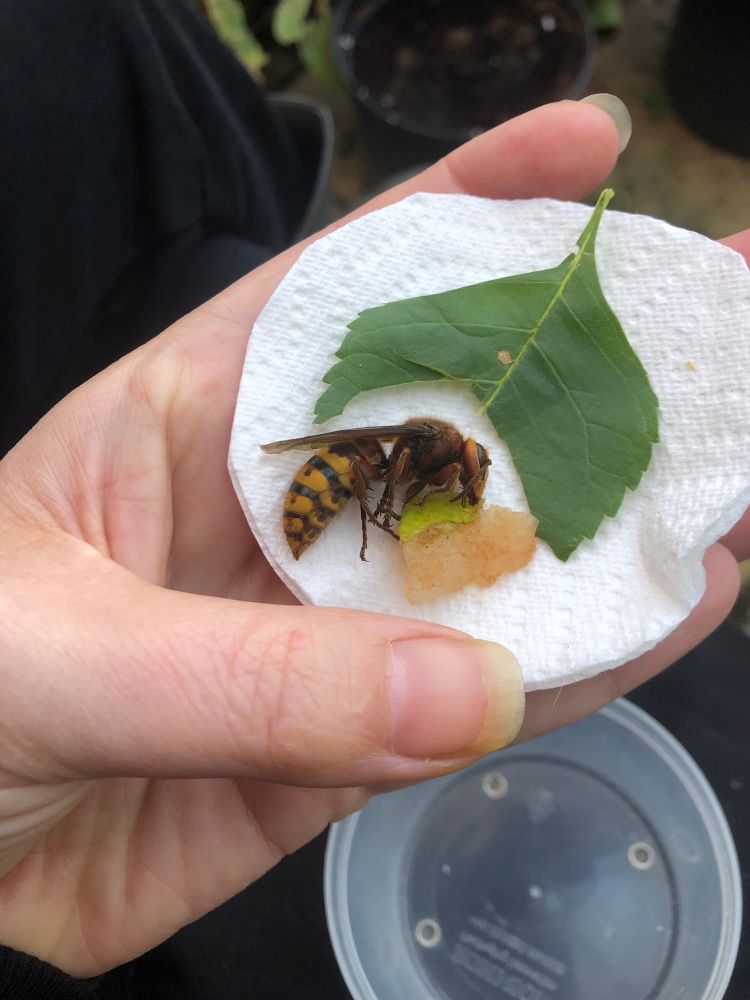 Yellow and dark brown hornet sitting on a circle of kitchen roll with my thumb for scale. She is a bit larger than the tip of my thumb nail to the knuckle. 