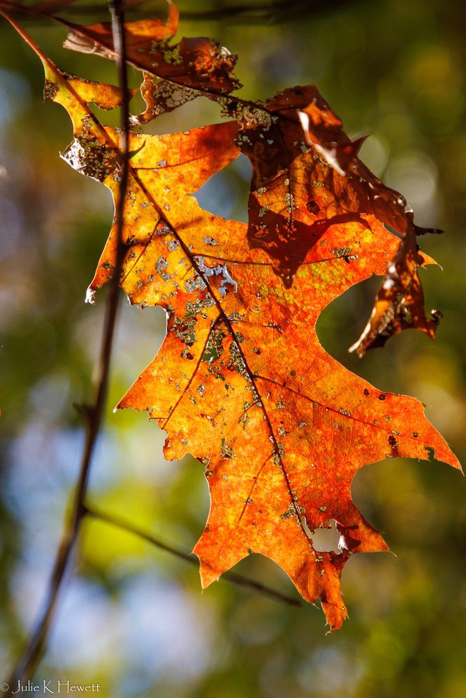 orange and red maple leaf