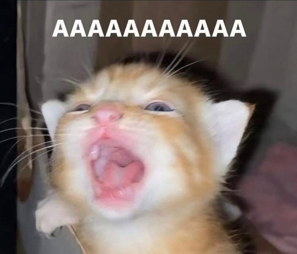 Orange cat/kitten screaming into the void. The word AAAAAAAAAAAA is captioned above it