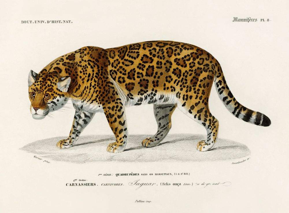 Illustration of a jaguar from a 19th century natural history publication