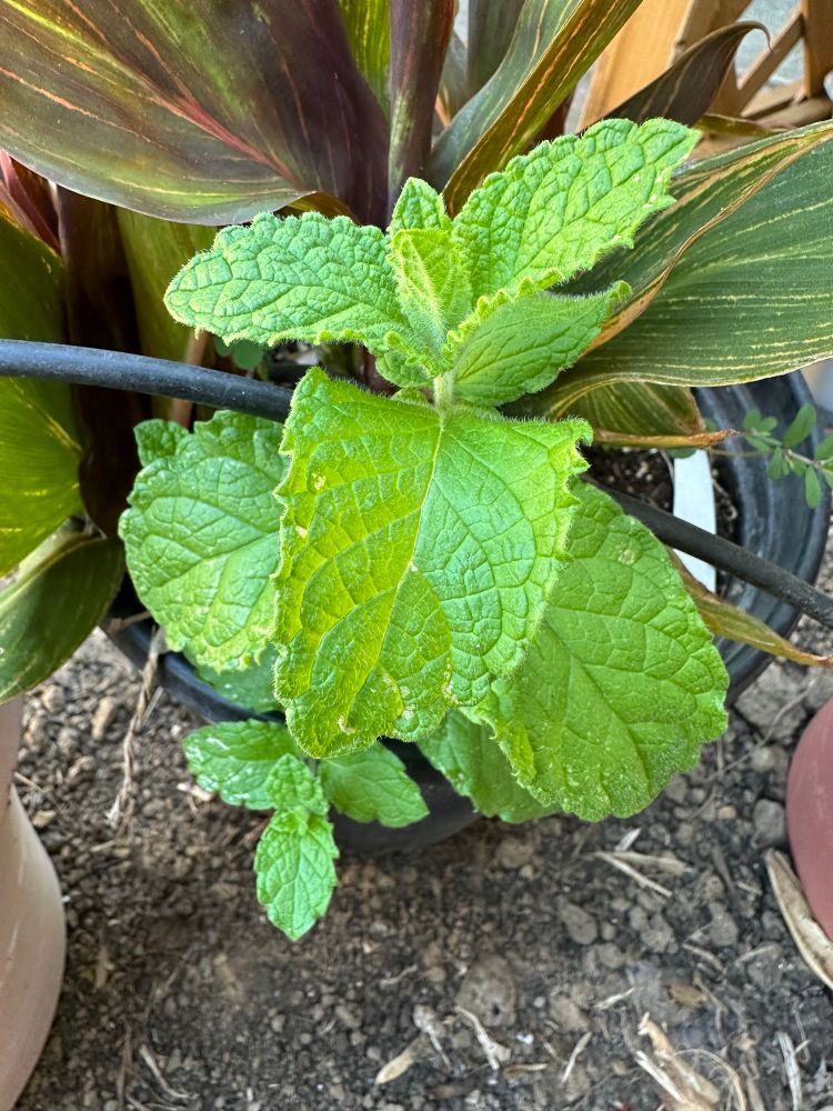 A small leafy plant. The leaves are lime green and a little ruffly. They are arranged opposite each other on the stem. 