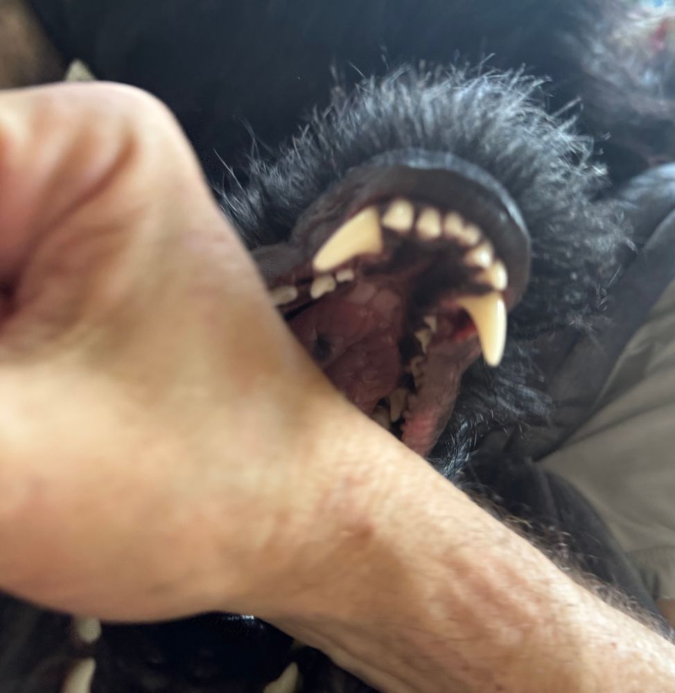 Giant Schnauzer attacks my arm