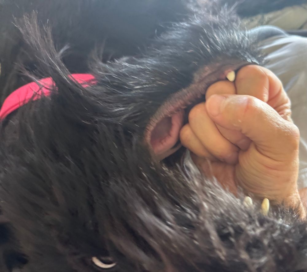 Giant Schnauzer tries to eat my hand
