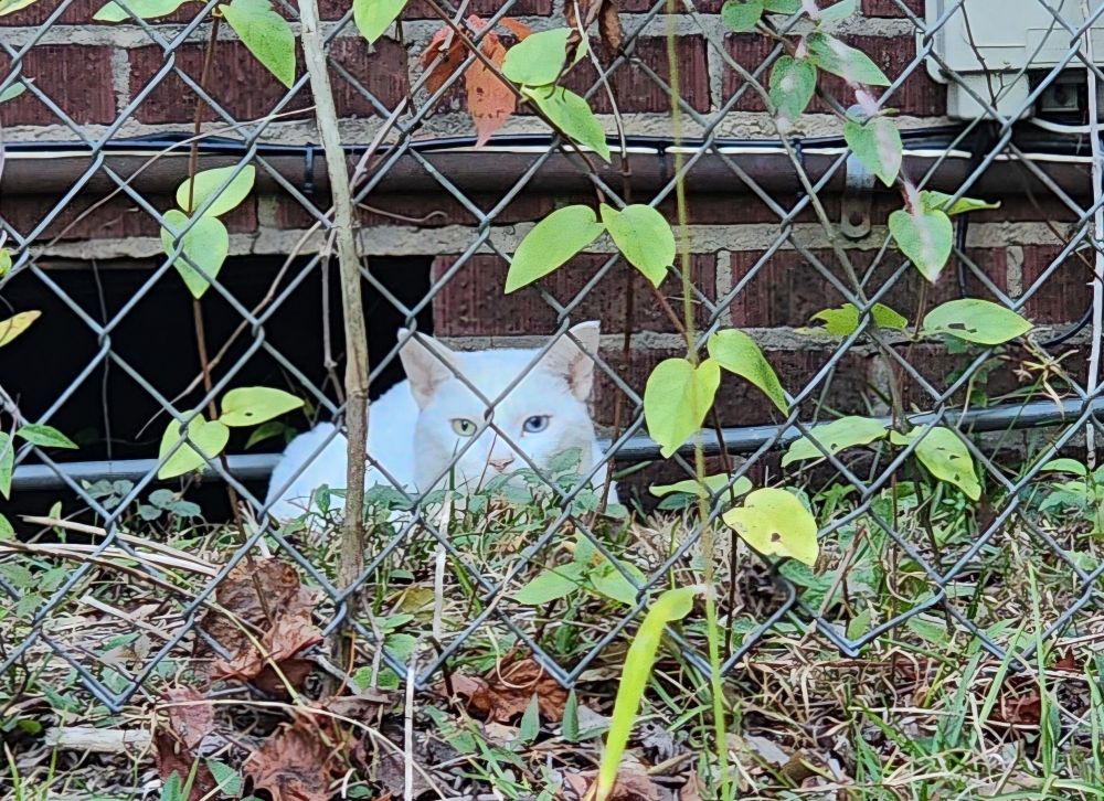 Large white cat with one blue and one yellow eye. 