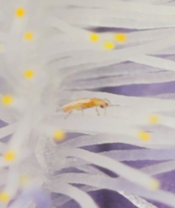 A tiny Thrips in the beard of a purple bearded iris