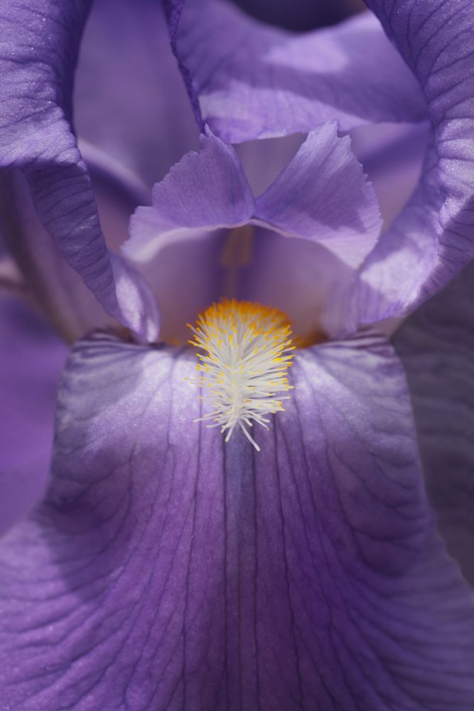 A macro (closeup) photograph of a purple bearded iris