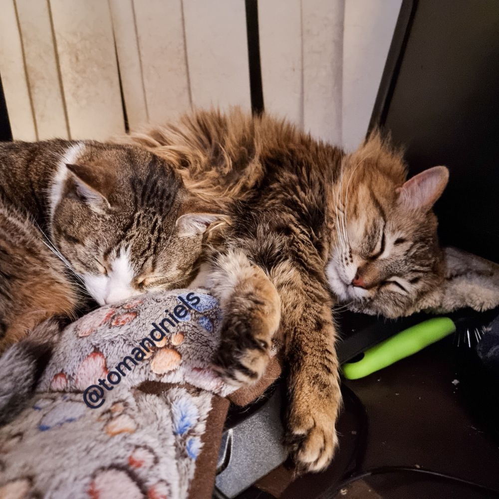 
Tom and Niels are sleeping, curled up together. Tom is on the left, tightly curled on his left side, with his head resting on Niels' side and back legs. His eyes are closed.

Niels is behind him, on the right, also on his left side, stretched out, with his front legs extended towards the camera next to Tom's head. His head rests on a very pale brown fleece blanket, and his eyes are closed. The fur on his side sticks up, framing Tom's head. They're both in a deep sleep.

They’re lying on light grey fleece blankets with a paw print pattern, atop a dark wooden desk. An upside down keyboard is beneath the cushions and blankets.

Niels' head rests on the base of a black swivelled computer monitor, his top of his head turning it.

Behind them, vertical creamy white blinds cover a dark window, with some patches of fur on them.

Niels is a medium - long haired light brown tabby cat, with a white chin, a thick, sandy mane, an orange patch over his nose, and multicoloured eyes.
Tom is a short haired brown tabby cat, with a white nose, lower face, neck, chest, tummy, and paws, with orange patches, and yellow eyes.
