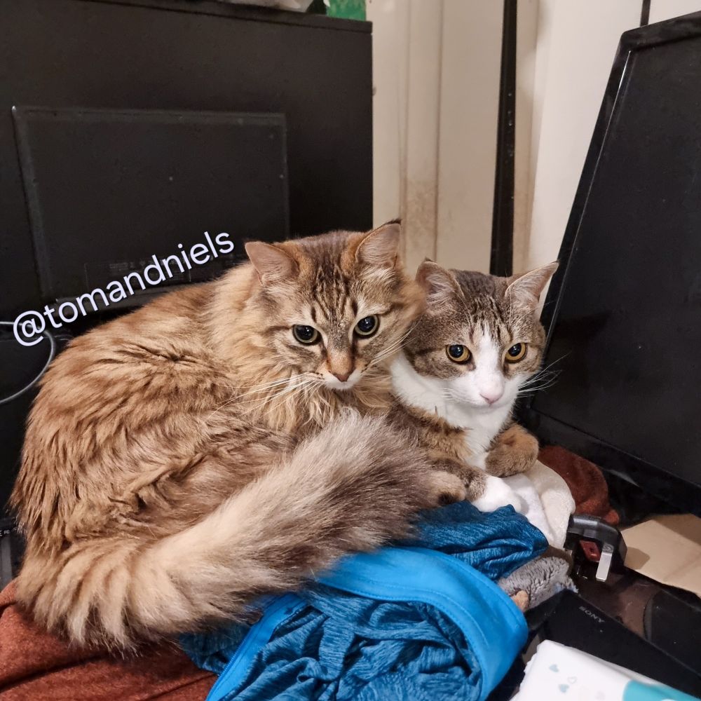 Niels and Tom are curled up together on a pile of clothes and blankets. Niels is on the left, lying partially upright with his upper body raised on top of Tom’s. His head  is turned towards the camera with a calm expression. His long, fluffy tail curls around in front of him, partially covering Tom’s side.
Tom is on the right, lying on his front, looking directly at the camera with wide, wary eyes, and alert ears. 
Behind them is a black pc tower, with black external hard disk.
To the right of them, is a monitor.

Niels is a medium - long haired brown tabby cat, with a white chin, a thick, sandy mane, an orange patch over his nose, and multicoloured eyes.
Tom is a short haired brown tabby cat, with a white nose, lower face, neck, chest, tummy, and paws, with orange patches, and yellow eyes.

They're lying on a creamy white cushion, that's partly under a light grey with paw pattern blanket.
There is a red long sleeve shirt under the cushion, and turquoise long sleeve top on the desk in front of them, that is partly under Niels.