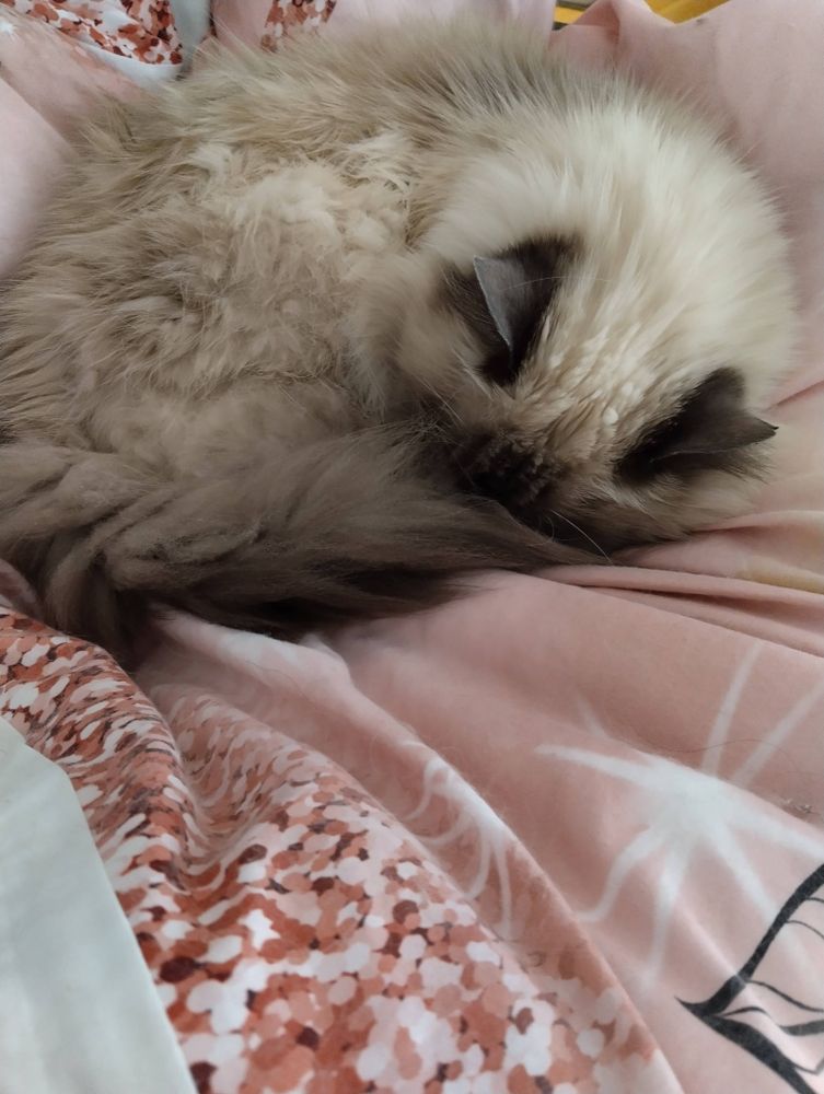 Hab auch sone Kugel.. 😸😍