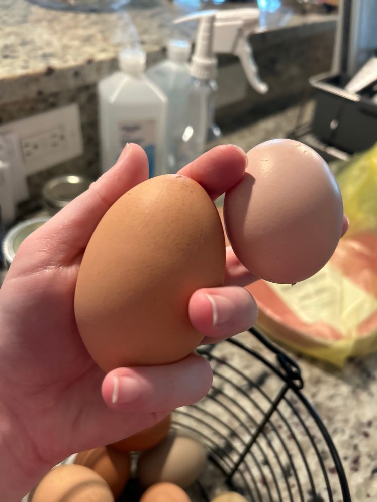 OP holds two chicken eggs, one of which is significantly larger than the other.
