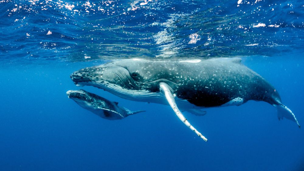 Image d'illustration montrant une baleine et son baleineau.
© AdobeStock - Chris 