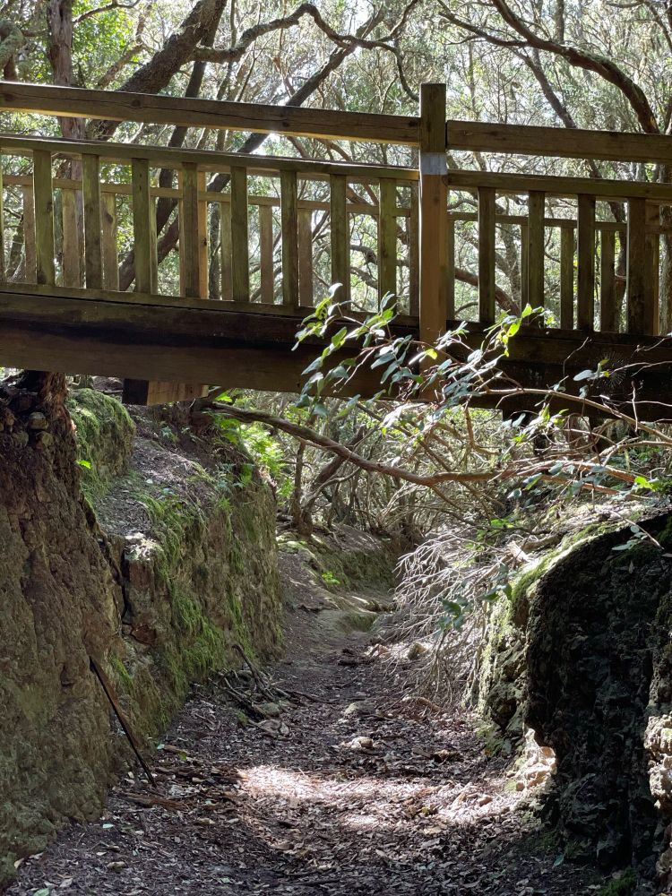 photo of a wooden bridge 