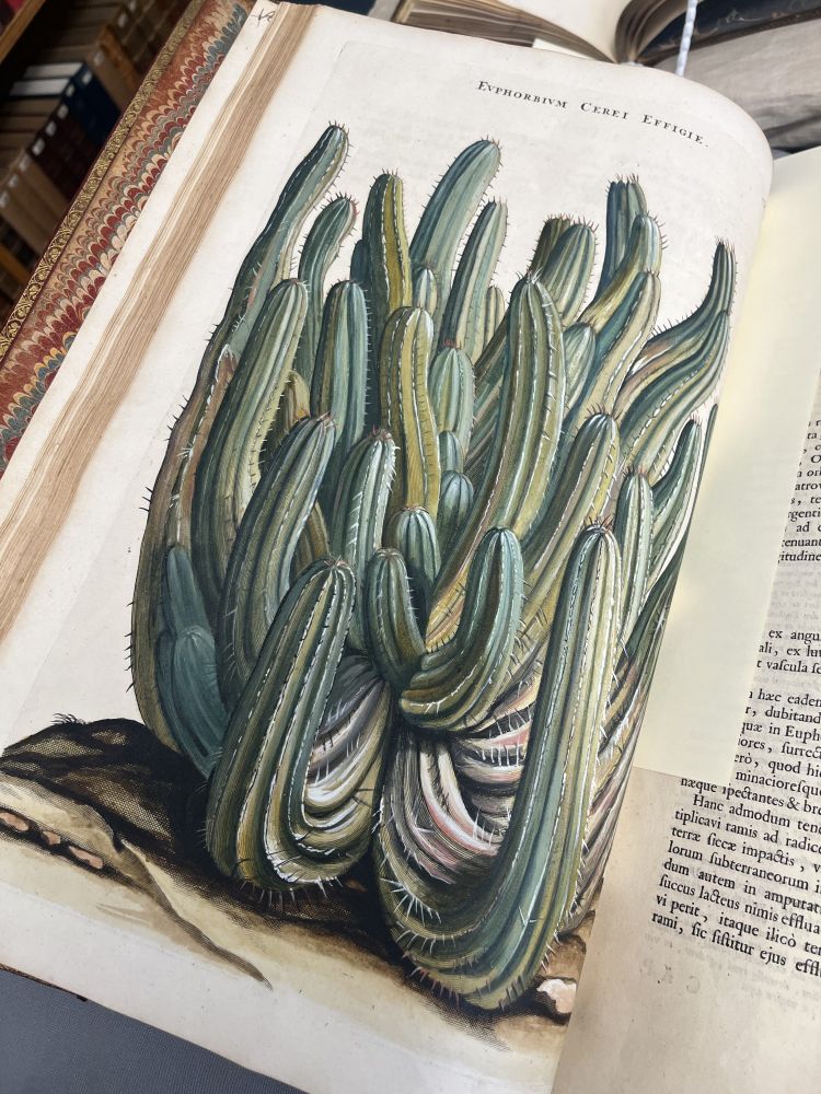 An antique coloured book illustration of a cactus