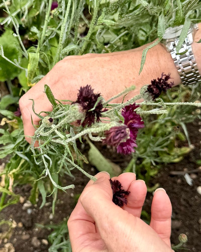 We see two hands picking dark blue flowers from a raised flower bed.