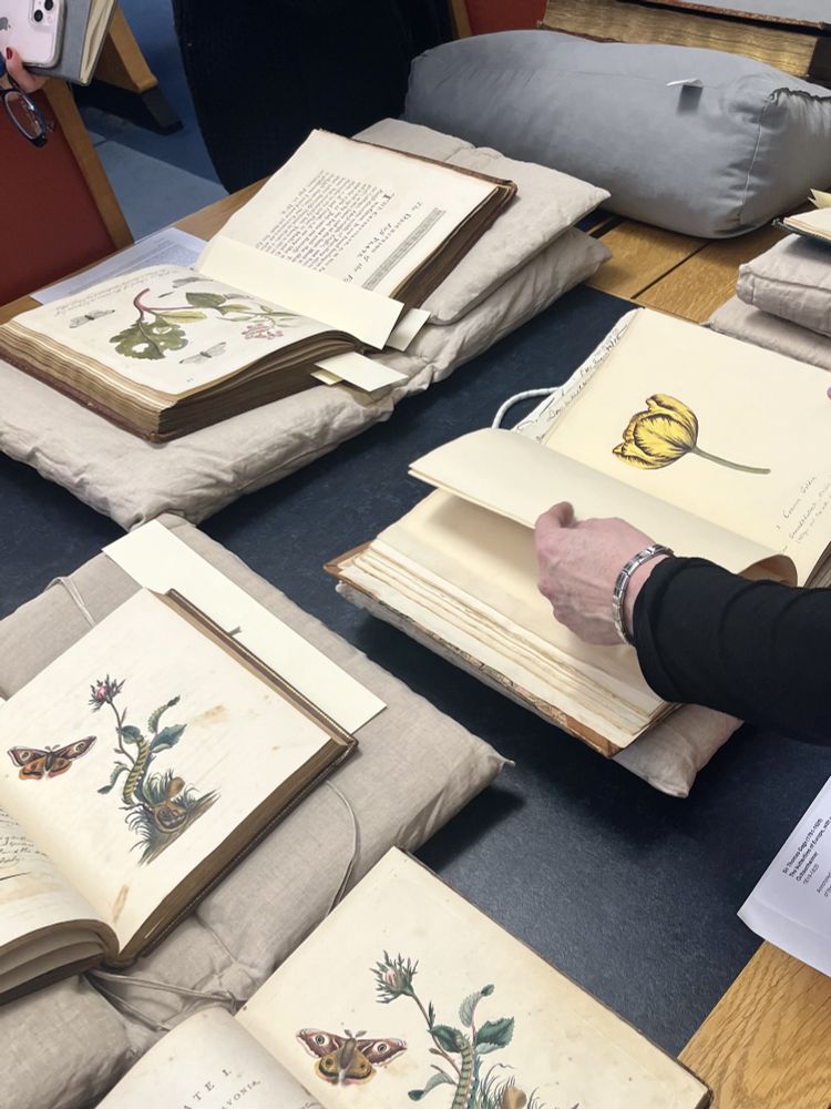 A selection of antique coloured book illustration, including a tulip and Emperor moths