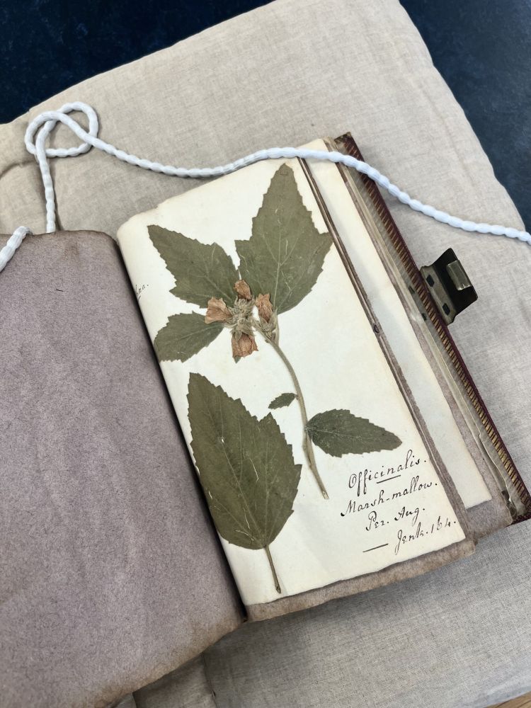Photograph of a pressed Marsh Mallow flower in Darwin Family Hortus Siccus, MS Add. 8090.