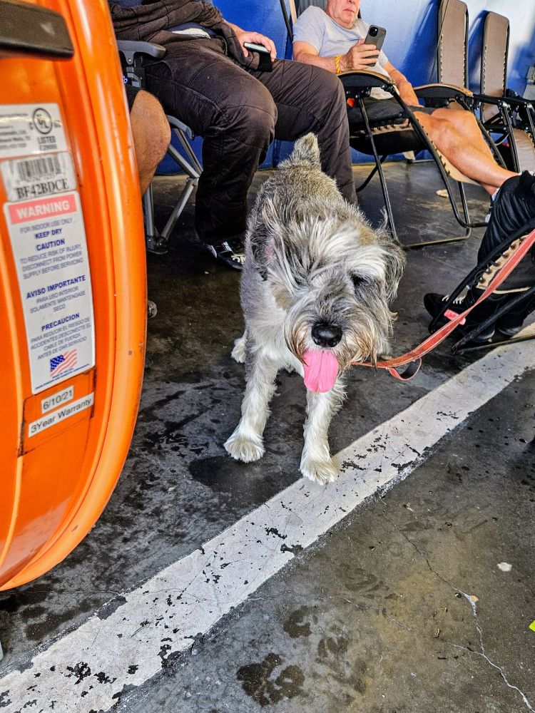 A bearded salt-and-pepper dog stands in front of  a large orange appliance. The floor is concrete and stained. His tongue is hanging out, his facial hair is defying gravity, and his big black nose is PERFECT.