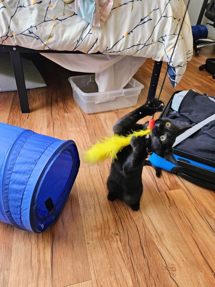 A wild-eyed black kitten stands on her back legs, frantically waving her little paws as she tries to catch a yellow feather toy. You can tell she is losing her ferocious little mind. A blue cat tunnel is on the floor nearby. A bed and open suitcase are visible in the background.