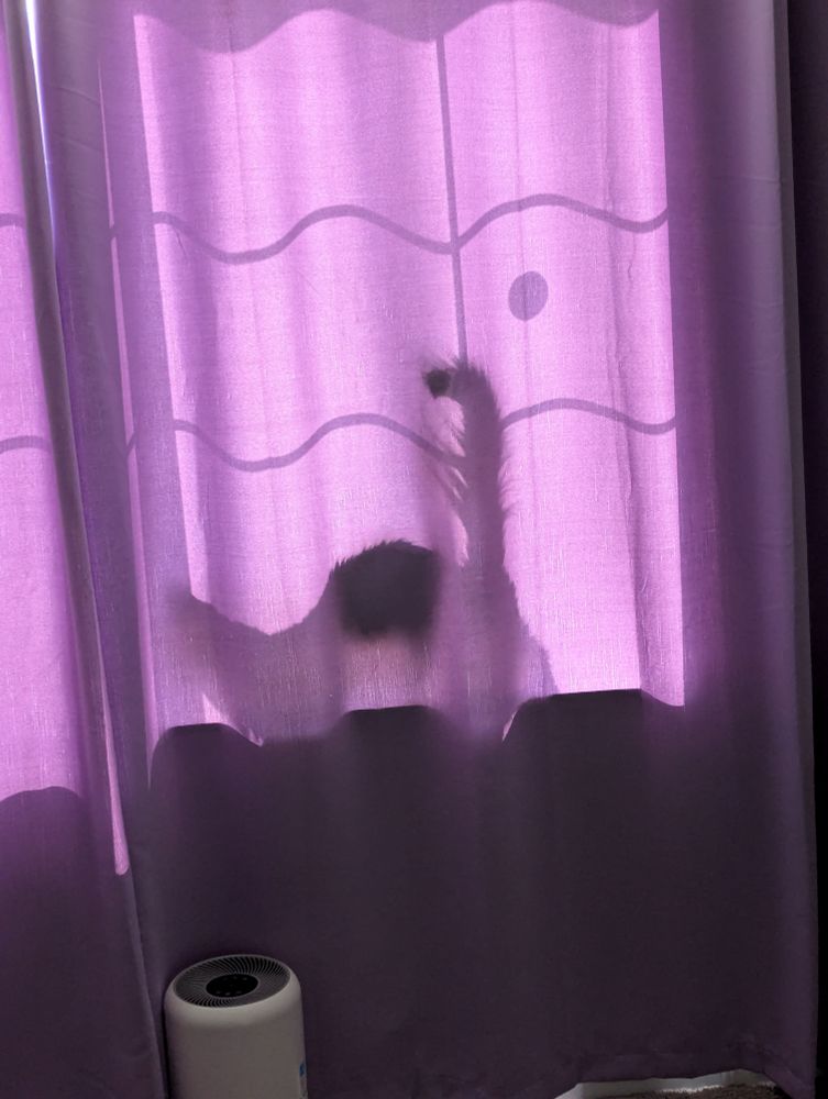 A purple curtain with the shadow of a long haired cat behind it, the shape of the cat warped by the waves in the curtain making it look both double the length and as if it has a hunched back