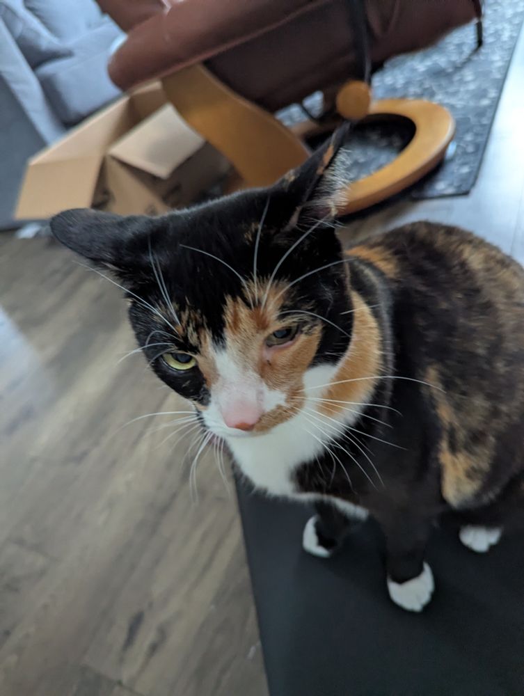 A calico cat viewed partially from above, her ears cocked back and one eye narrowed giving her an annoyed expression 