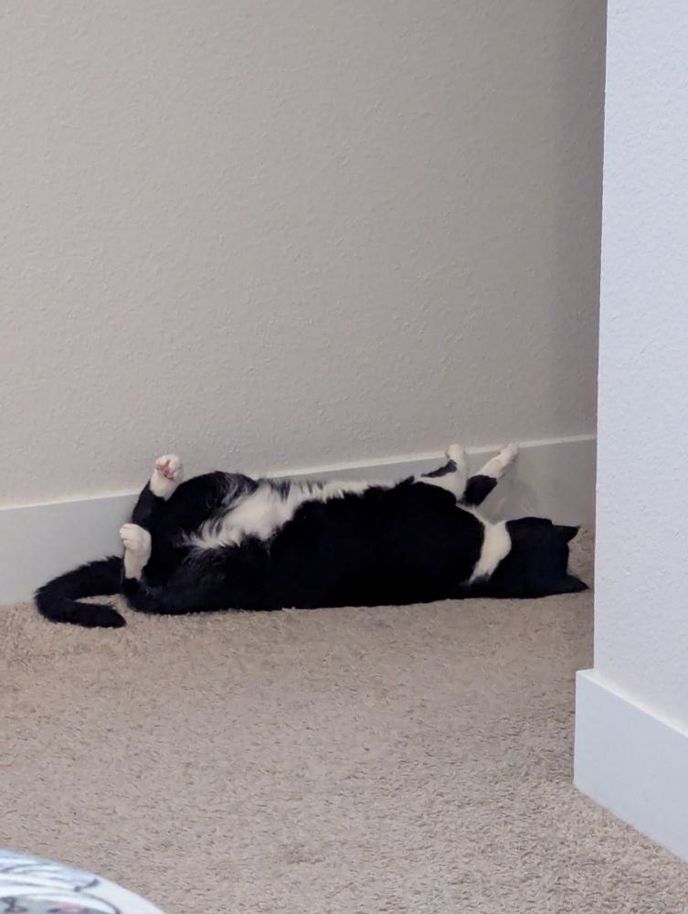 A tuxedo cat laying on his back with his legs all in the air