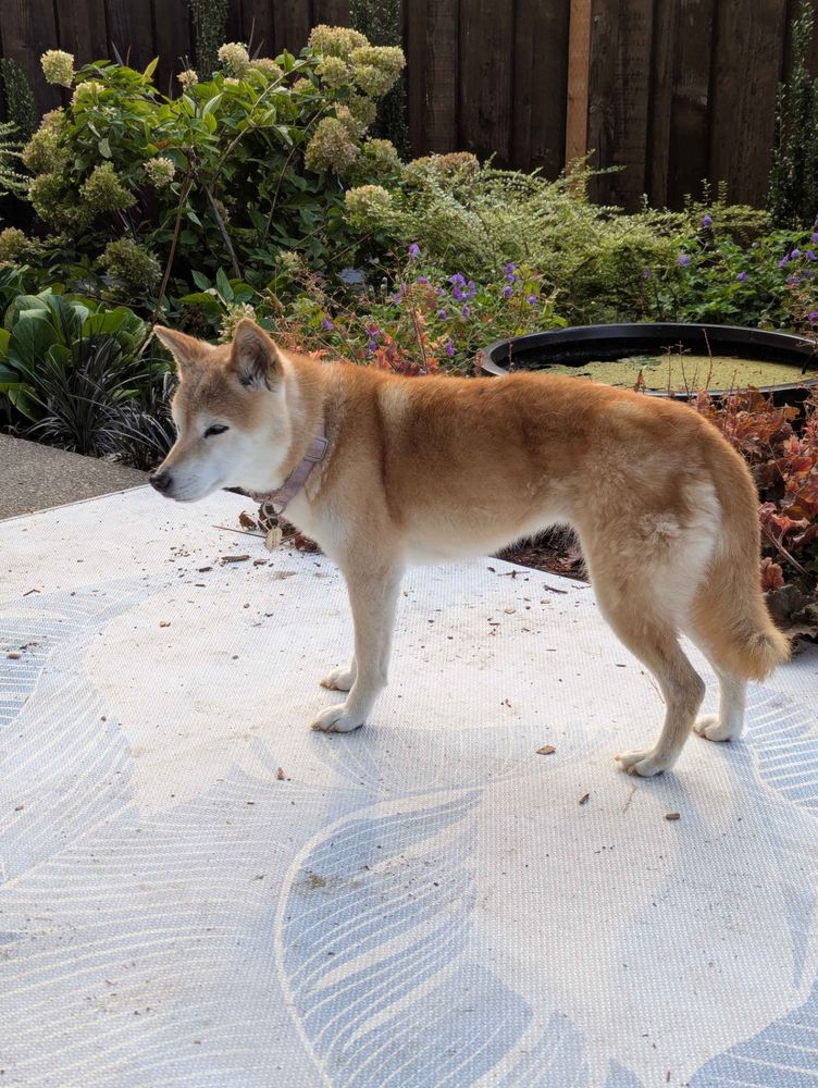 a shiba inu standing on an outdoor rug in front of various plants