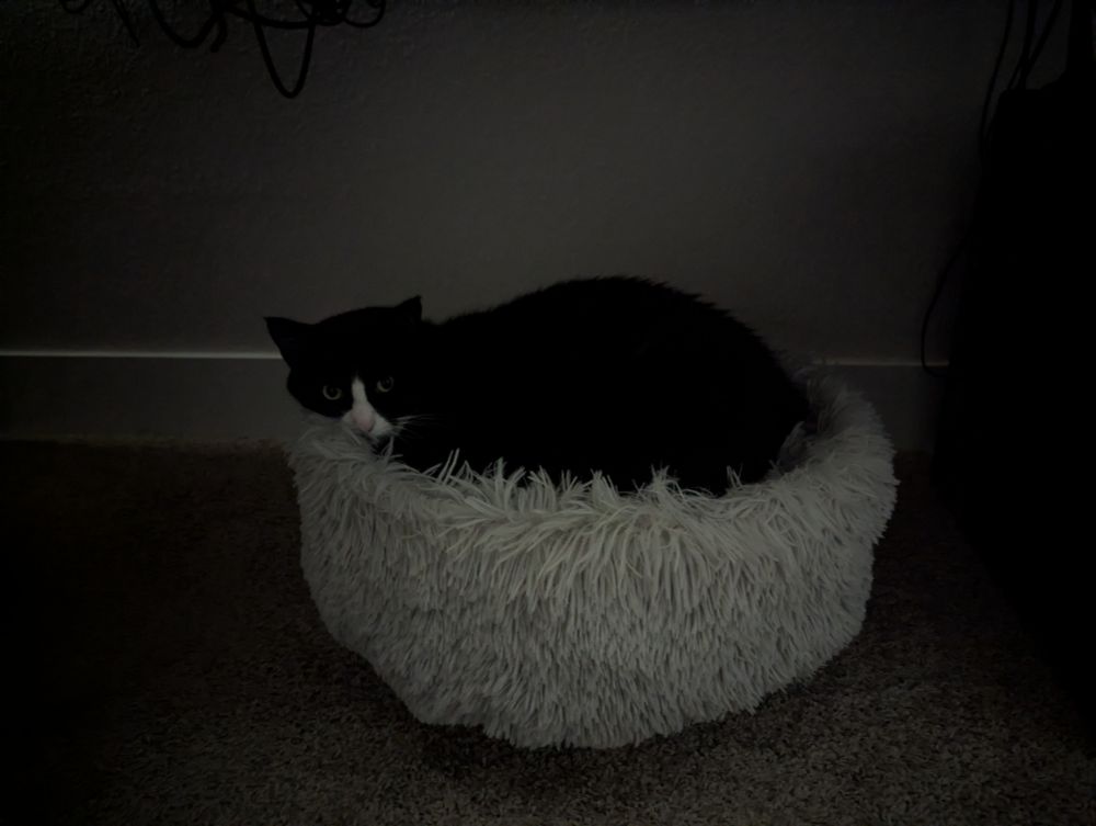 A tuxedo cat curled up in a fluffy bed