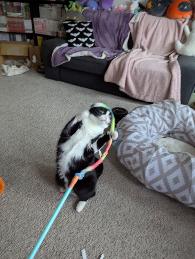 A blurry photo of a tuxedo cat standing on his hind legs with a felt string toy draped over his head