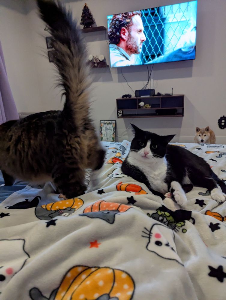 A long haired polydactyl tabby cat walking across a bed while a tuxedo cat looks towards his butt in disgust, behind them on the floor is a Shiba Inu staring at the camera and above her a tv playing the walking dead