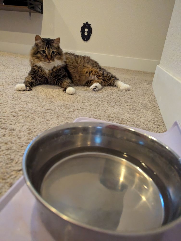 A long haired polydactyl tabby cat staring at a water dish 