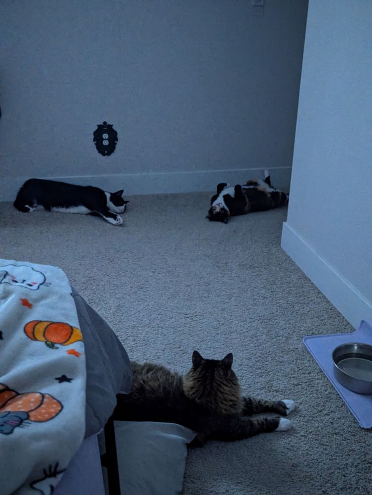 Three cats in a room, a long haired polydactyl tabby cat with his back to the camera, front legs stretched in front of him as he looks towards a calico cat laying on her back with her front legs tucked to her chest and back legs spread, nearby is a tuxedo cat laying on his side
