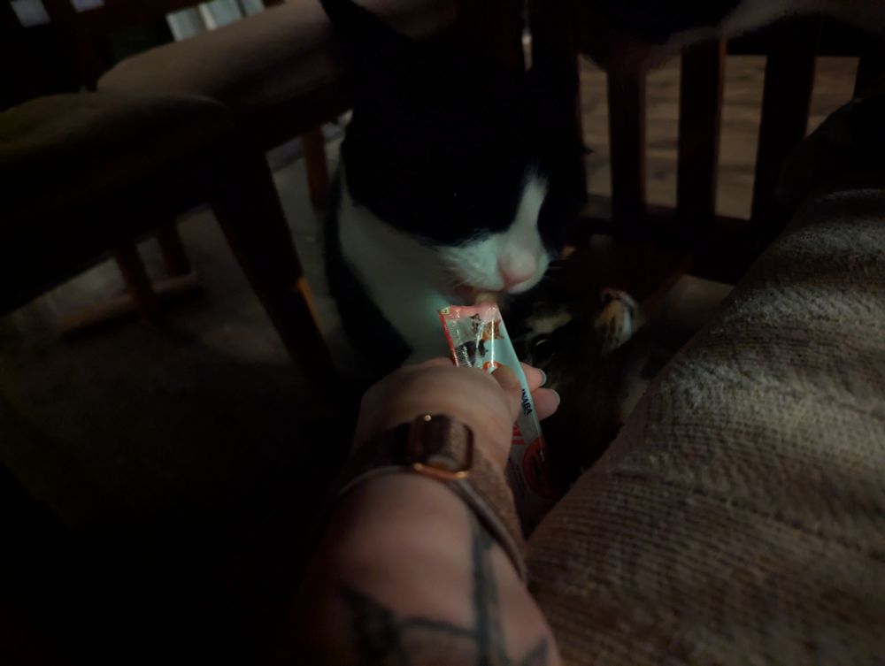 A tuxedo cat gently licking at a churu while under a table while a long haired polydactyl tabby cat's head peeks into view from underneath him like a gluttonous beast rising from hell