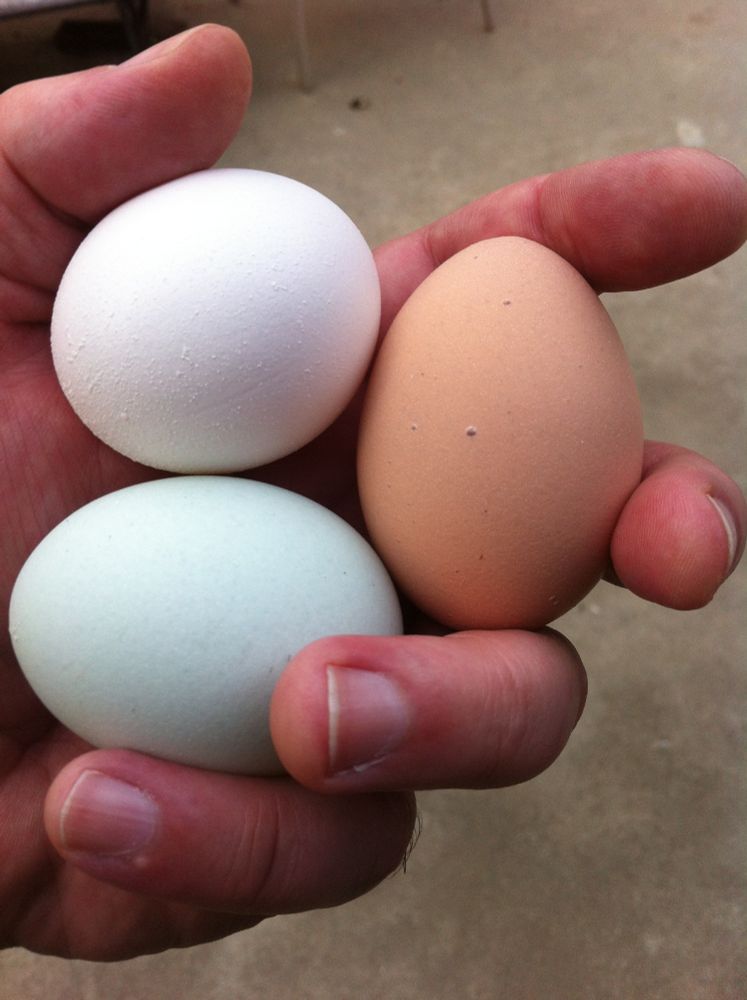 The hand of a man (me) holding three freshly laid chicken eggs of different colors.