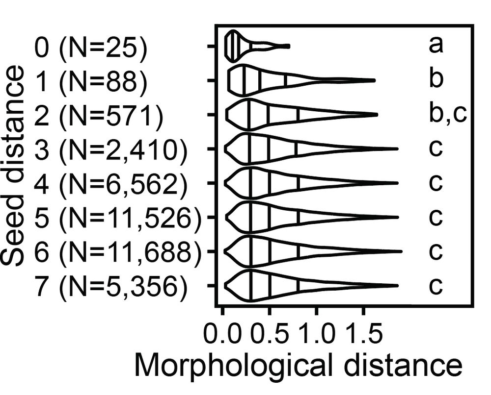 A violin graph, showing that greater sequence similarity is associated with greater morphological similarity.