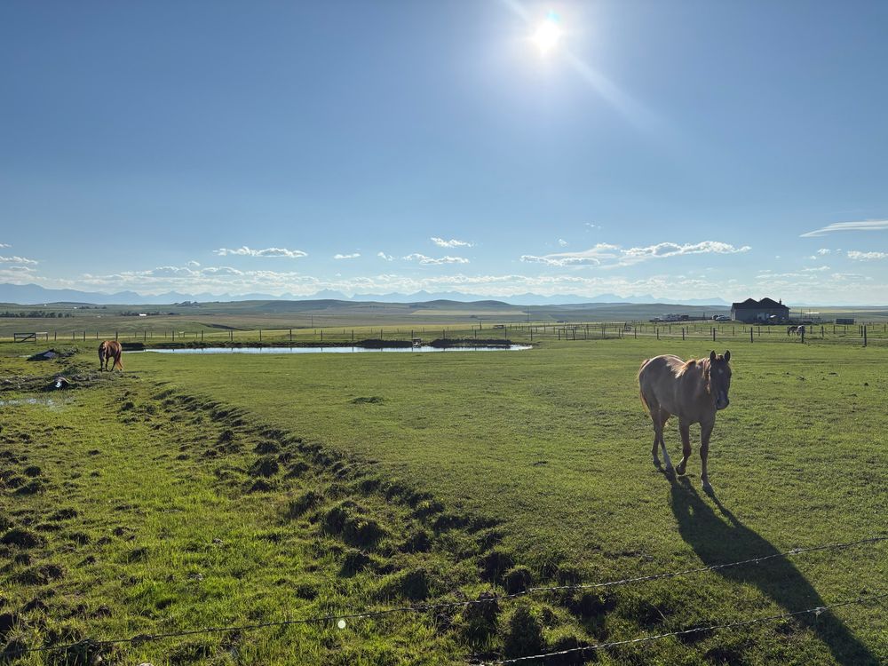 Alberta horses, mountains in distance 