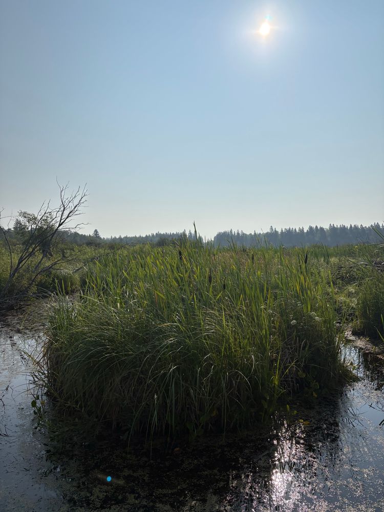 Riding Mountain National Park, Manitoba, Omminik marsh.