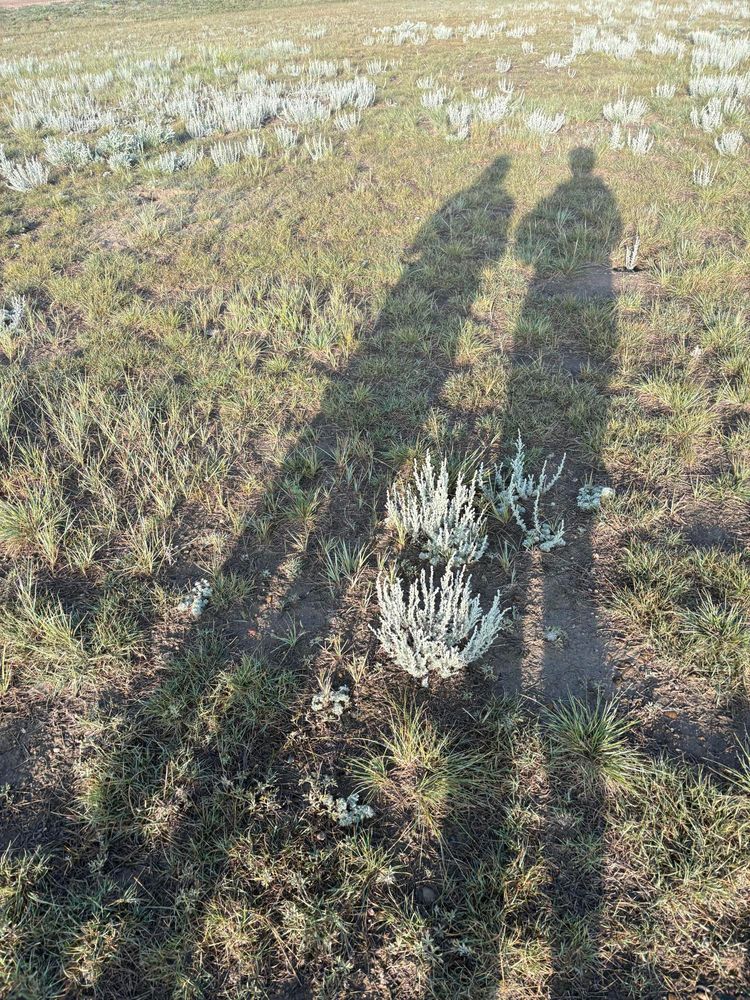 Silhouettes in the grass