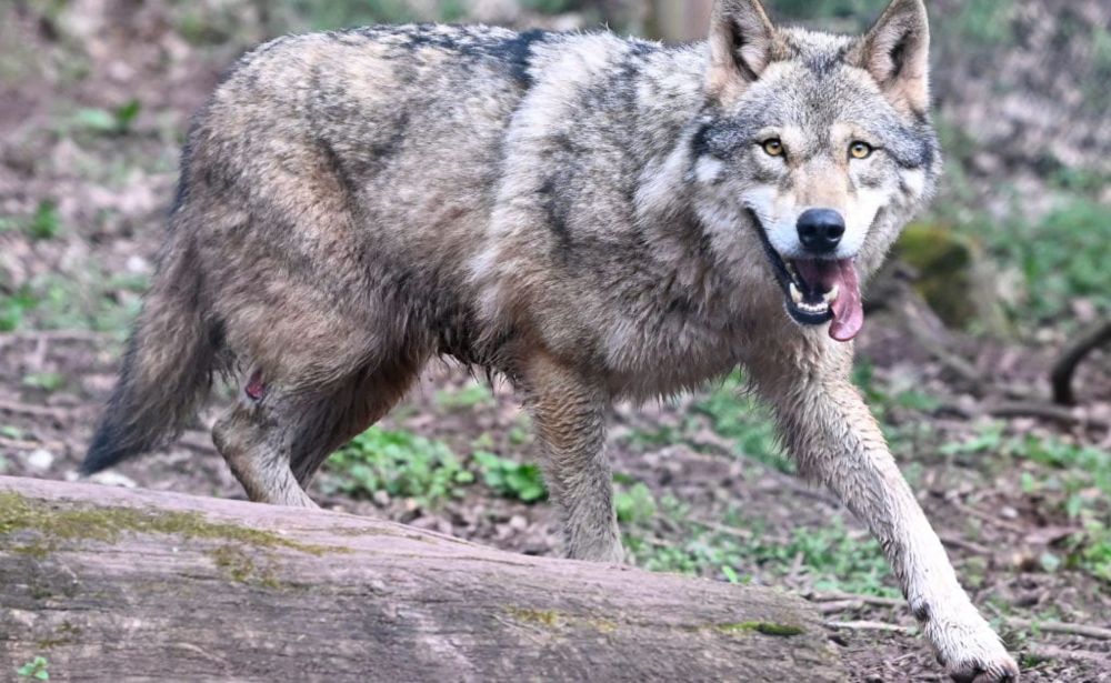 EU countries agree to downgrade the protection status of the wolf