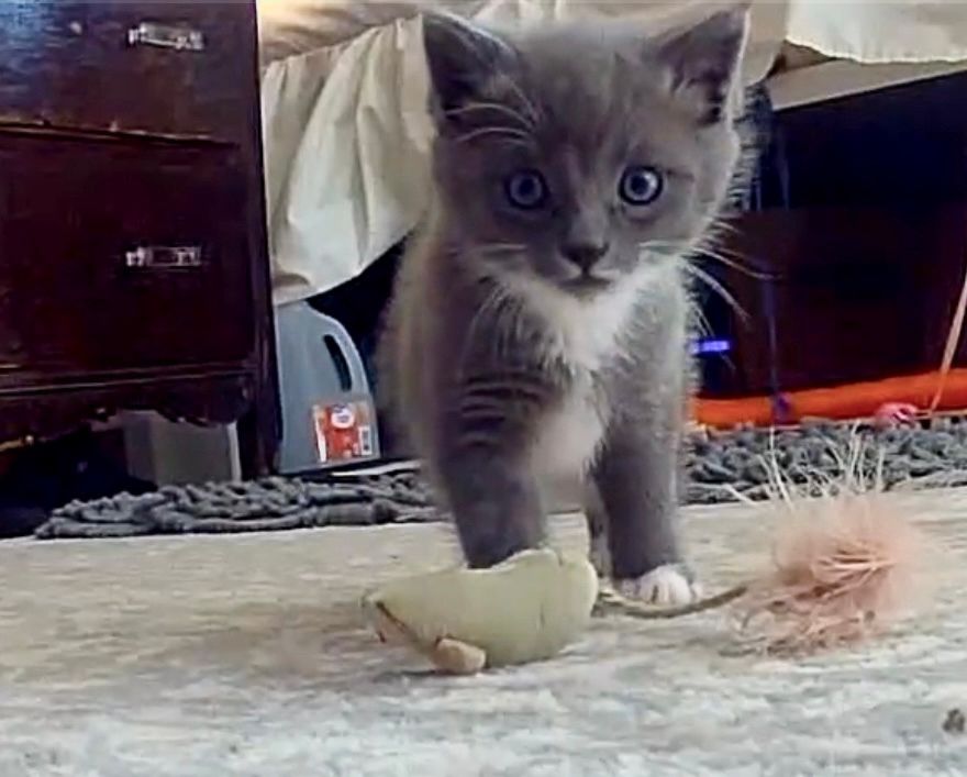 Grey and white fluffy kitten 