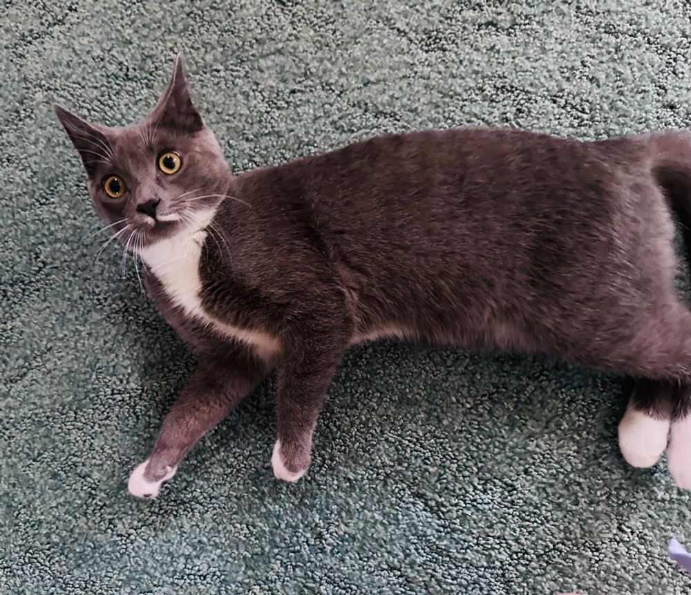 Grey and white short haired cat lying on her right side facing left of photo. 